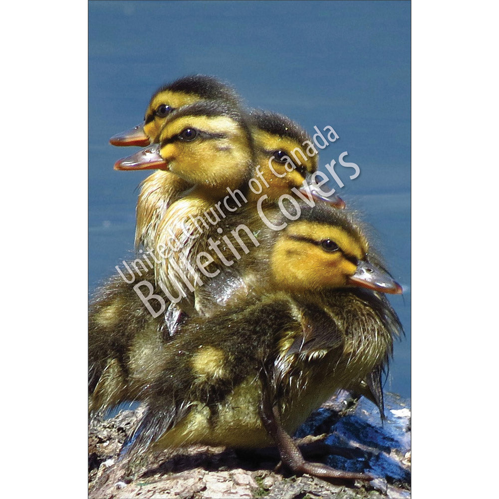 Bulletin: Ducklings (Package of 50)