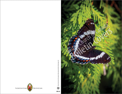 Bulletin: White Admiral Butterfly (Package of 50)