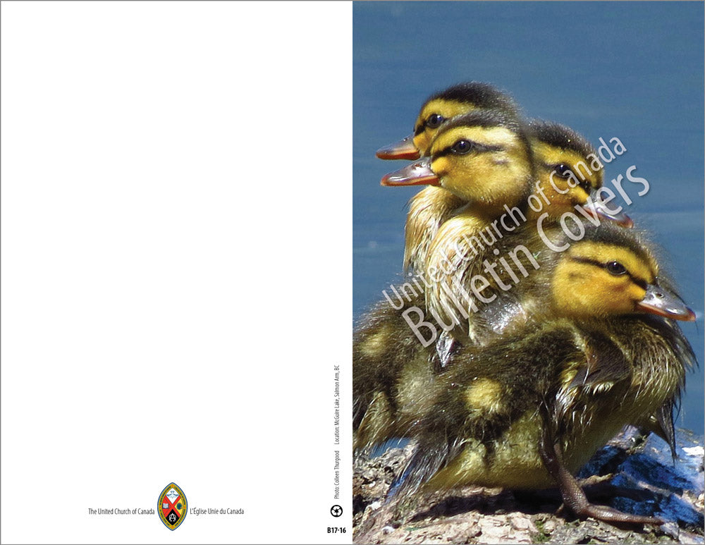 Bulletin: Ducklings (Package of 50)