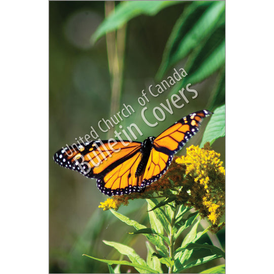 Bulletin: Monarch Butterfly (Package of 50)