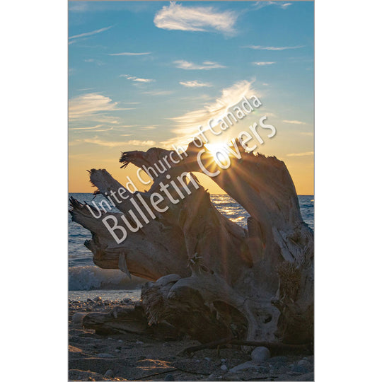 Bulletin: Driftwood (Package of 50)