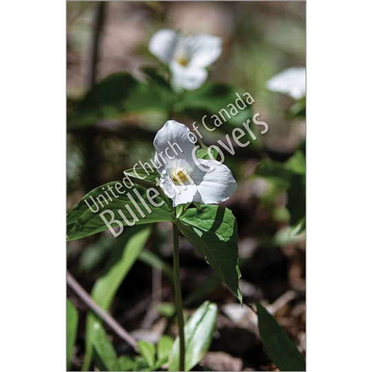 Bulletin: White Trillium (Package of 50)