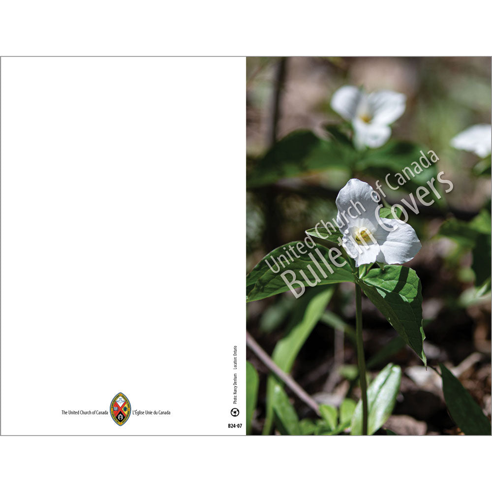 Bulletin: White Trillium (Package of 50)