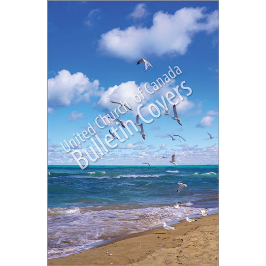 Bulletin: Seagulls (Package of 50)