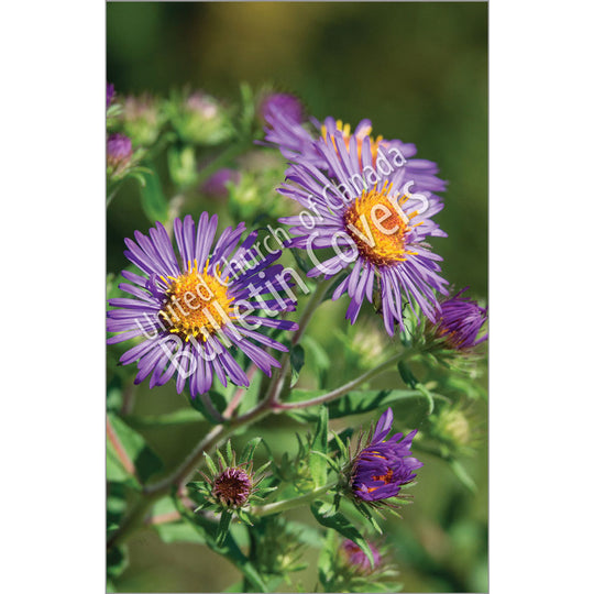 Bulletin: Purple Aster (Package of 50)