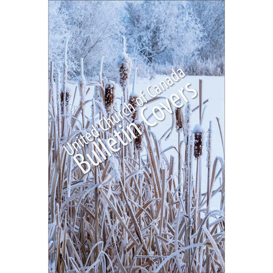 Bulletin: Winter Bullrushes (Package of 50)