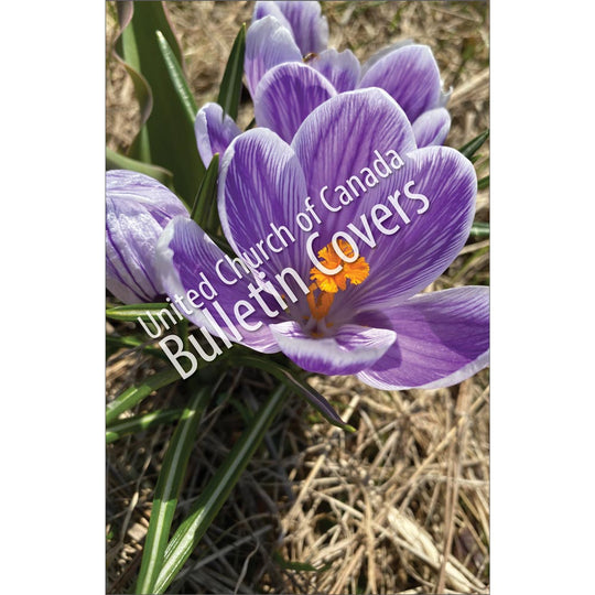 Bulletin: Crocus (Package of 50)