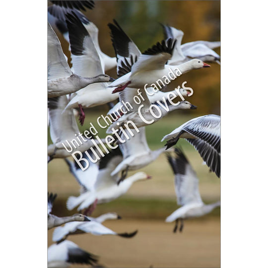Bulletin: Birds in Flight (Package of 50)