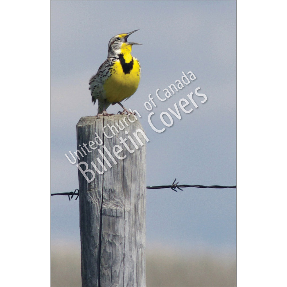 Bulletin: Meadowlark Singing (Package of 50)