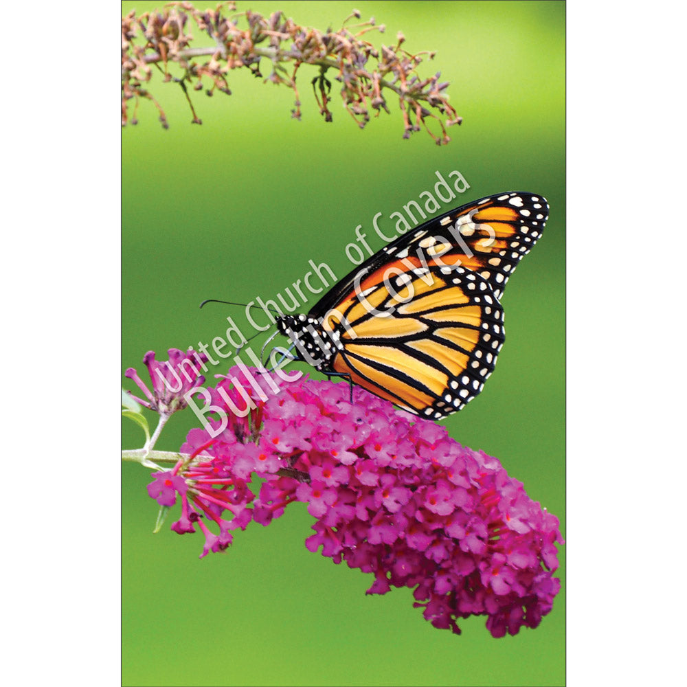 Bulletin: Monarch Butterfly (Package of 50)