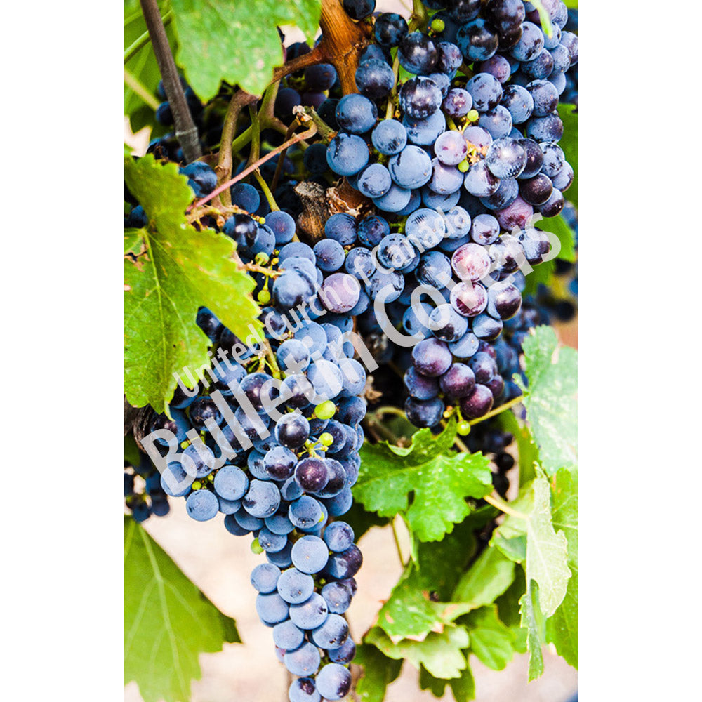 Bulletin: Grapes on the Vine (Package of 50)