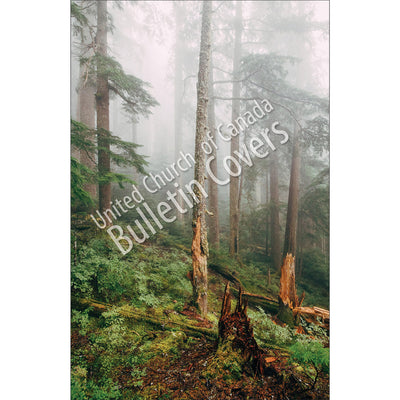 Bulletin: Misty Forest (Package of 50)