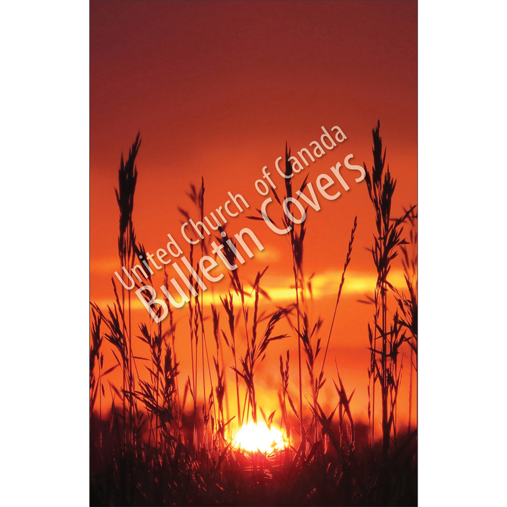Bulletin: Grain Against Sunset (Package of 50)